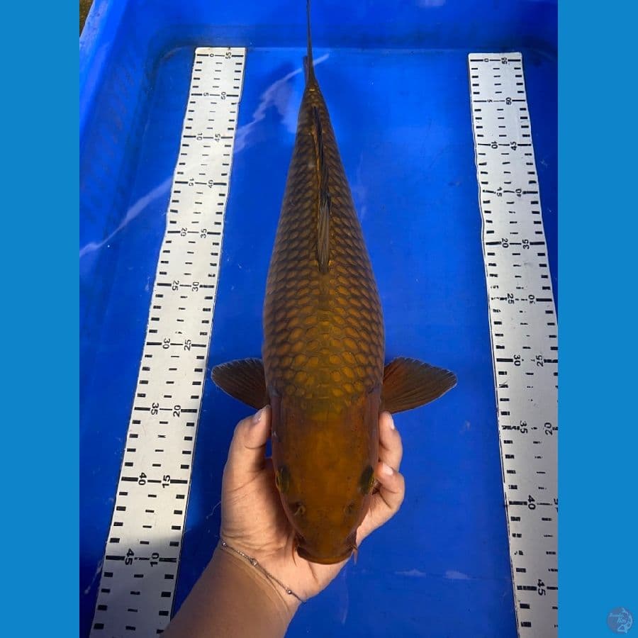 chagoi punuk 42