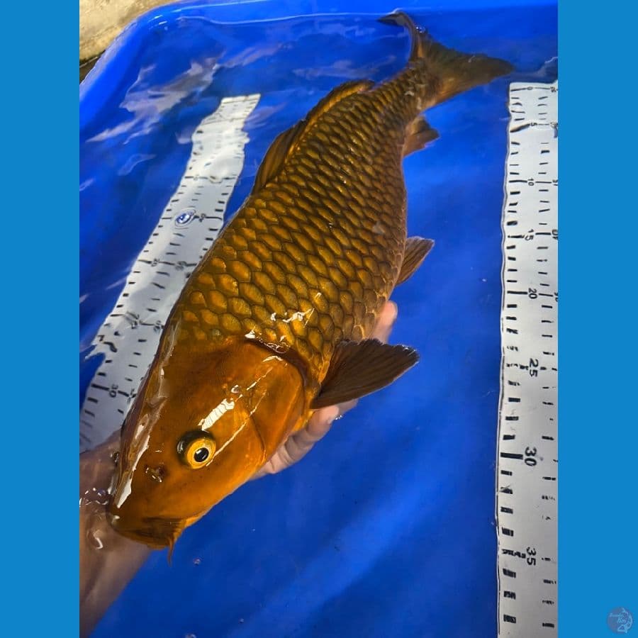 chagoi punuk 42
