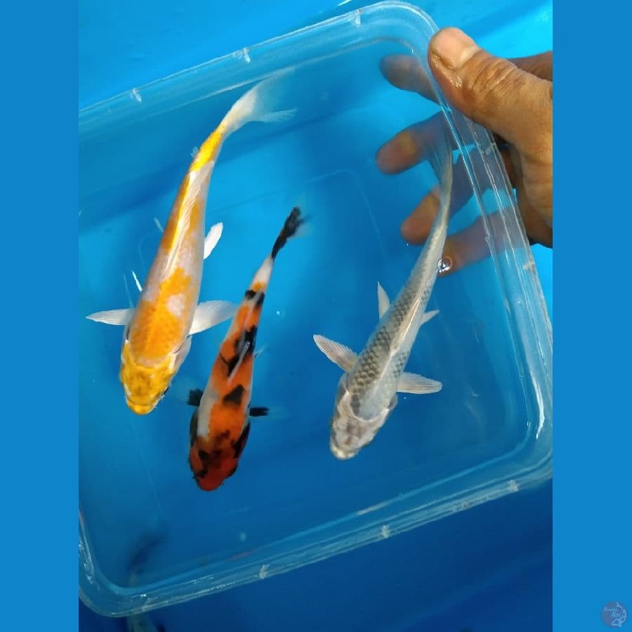 paket mix 3 ekor size 15BU