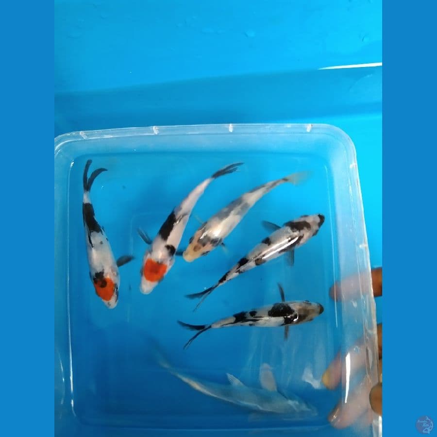 5 ekor Bahan Shiro dan Tancho showa 12BU