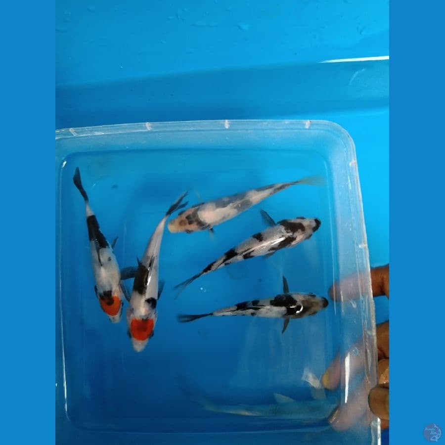 5 ekor Bahan Shiro dan Tancho showa 12BU