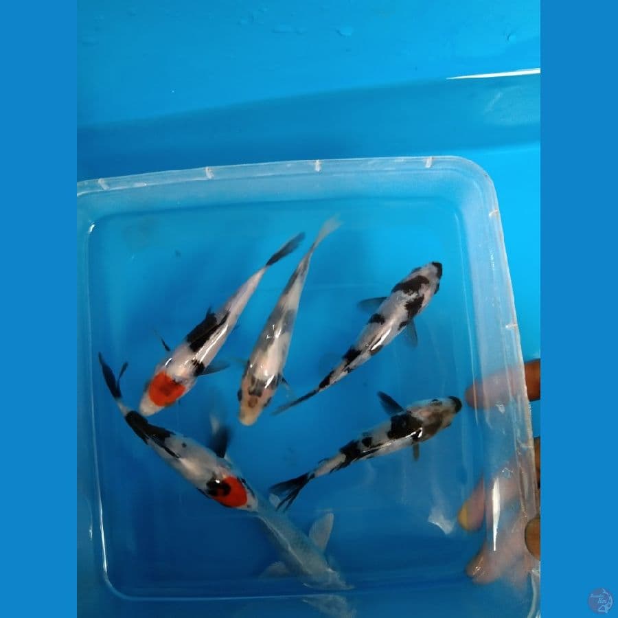 5 ekor Bahan Shiro dan Tancho showa 12BU