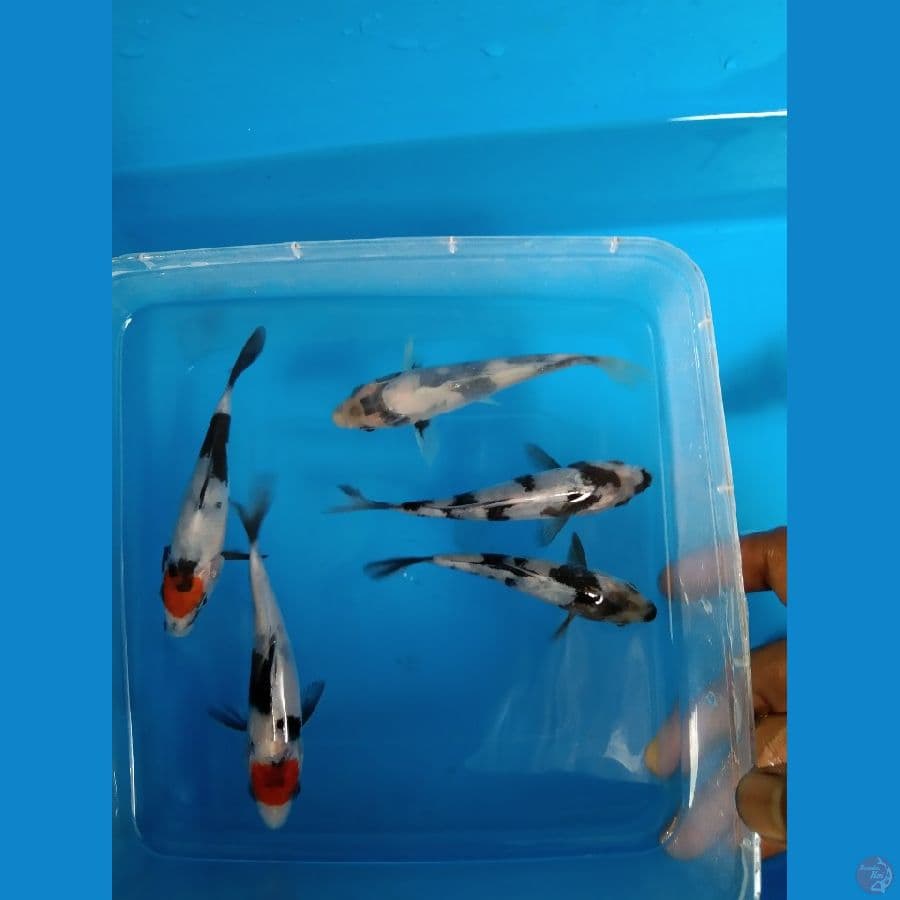 5 ekor Bahan Shiro dan Tancho showa 12BU