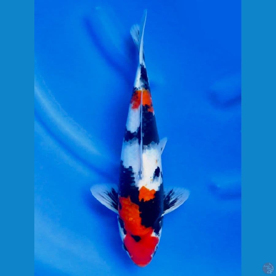 red kindai showa 35cm