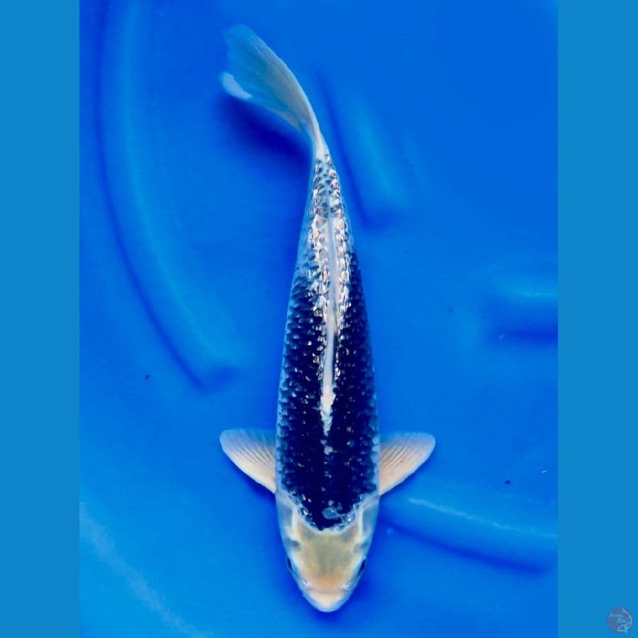 35cm , Kawarimono