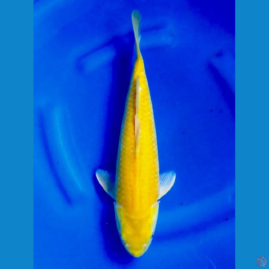 35cm , Red Eye F1 no bocor