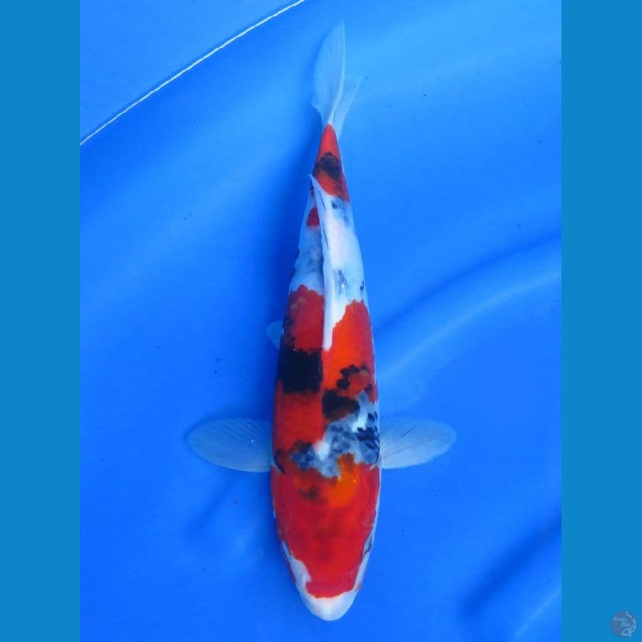 Showa Ebolution , 32cm