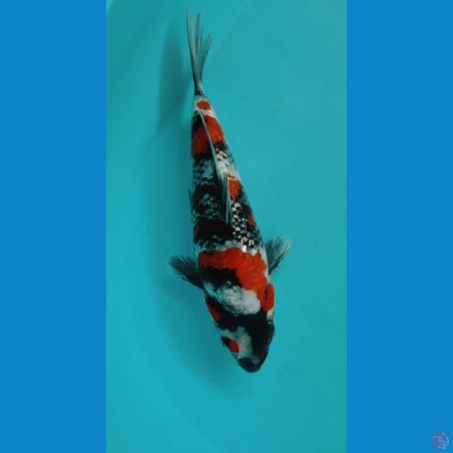 KINDAI SHOWA GINRIN 25CM FEMALE
