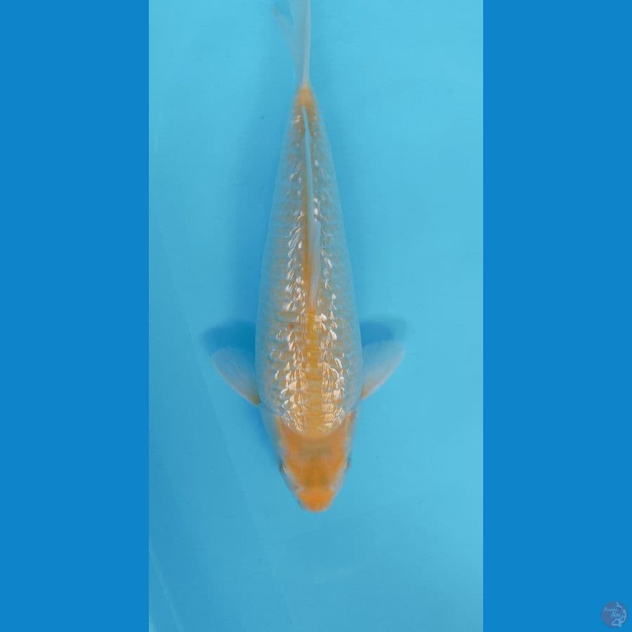KARASI GINRIN 34CM MALE PUNUK