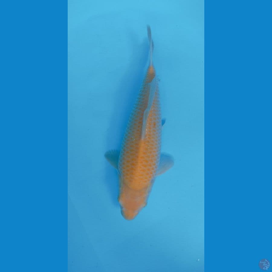 KARASI CORN 31CM MALE