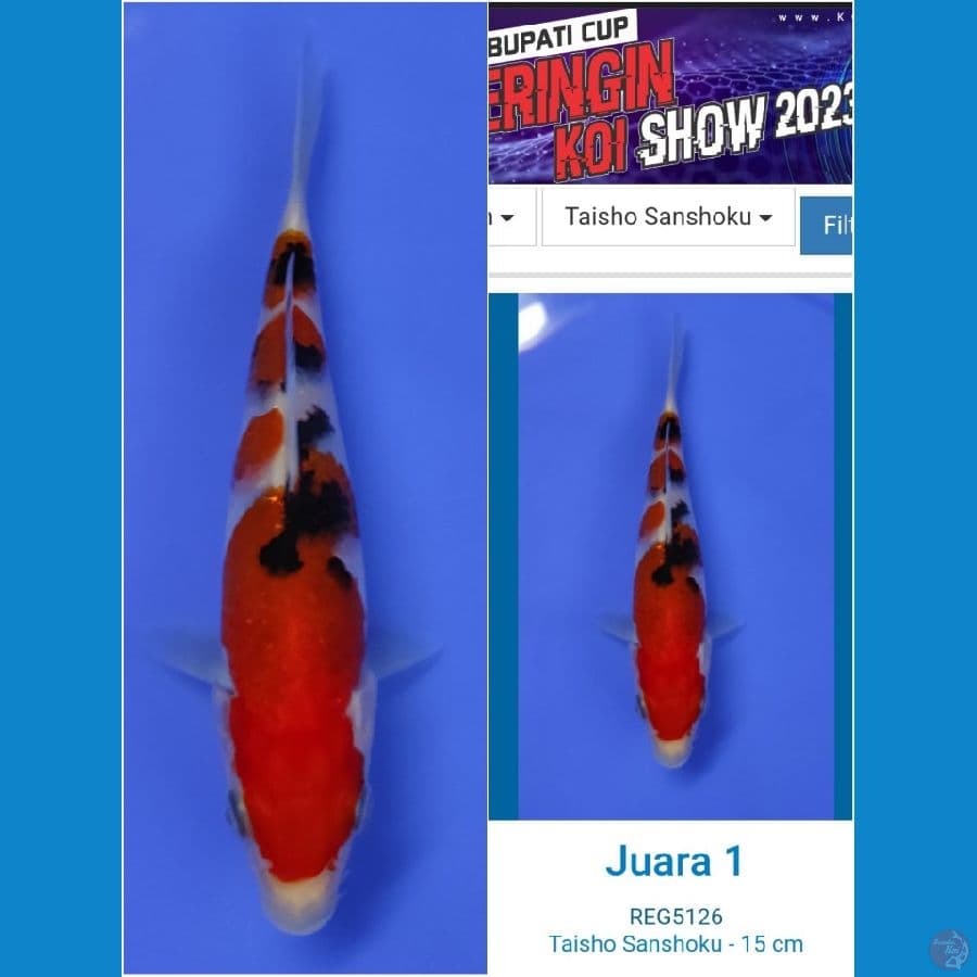18cm show perdana juara 1