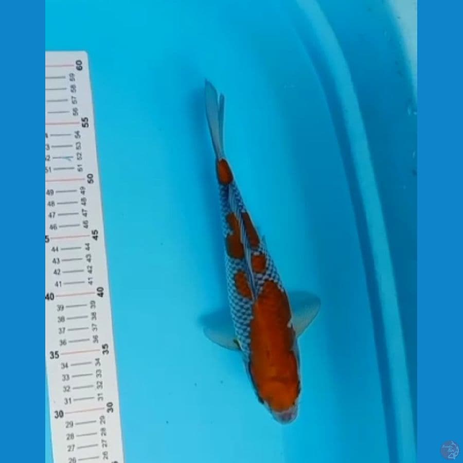 ochiba 32cm