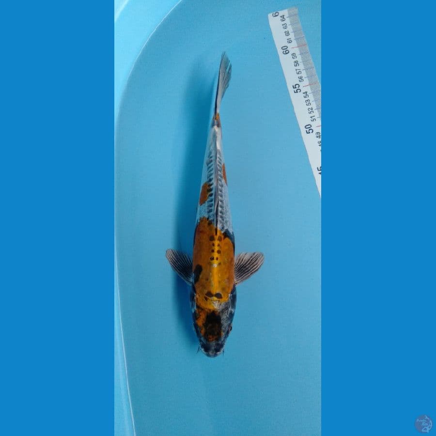 Kikokuryu 31cm