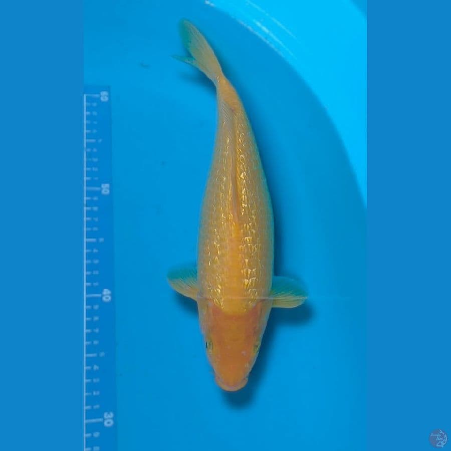 karasi bulki ginrin padat 35 cm