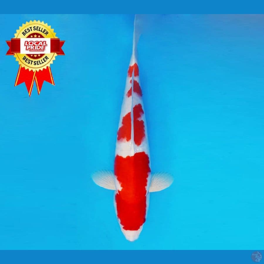 MAGOI 14 ~ Kohaku 36 cm/fm ™