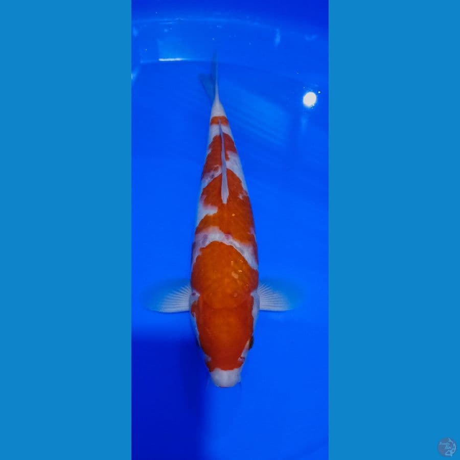 KOHAKU 32 CM