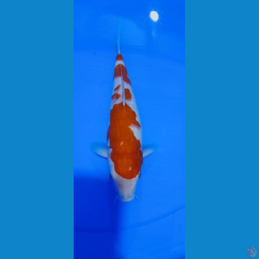 KOHAKU 28 CM