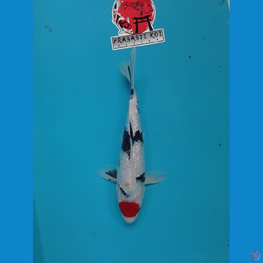 tanco showa gindrine 28 cm.