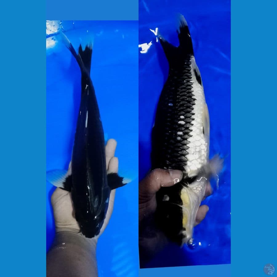 HAJIRO 32 CM MALE