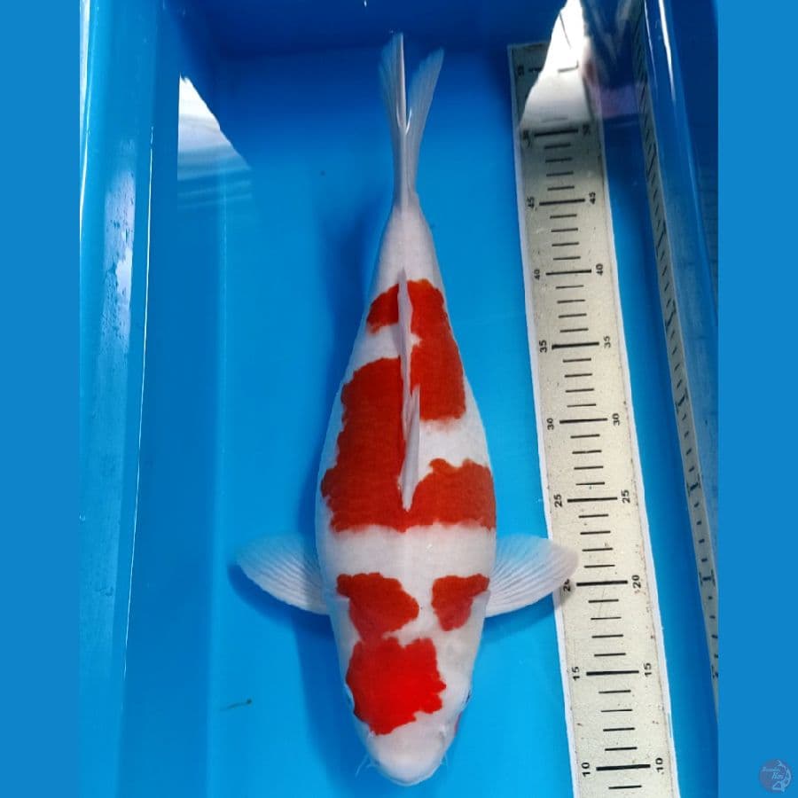 HQ SHORTBODY KOHAKU 42 CM