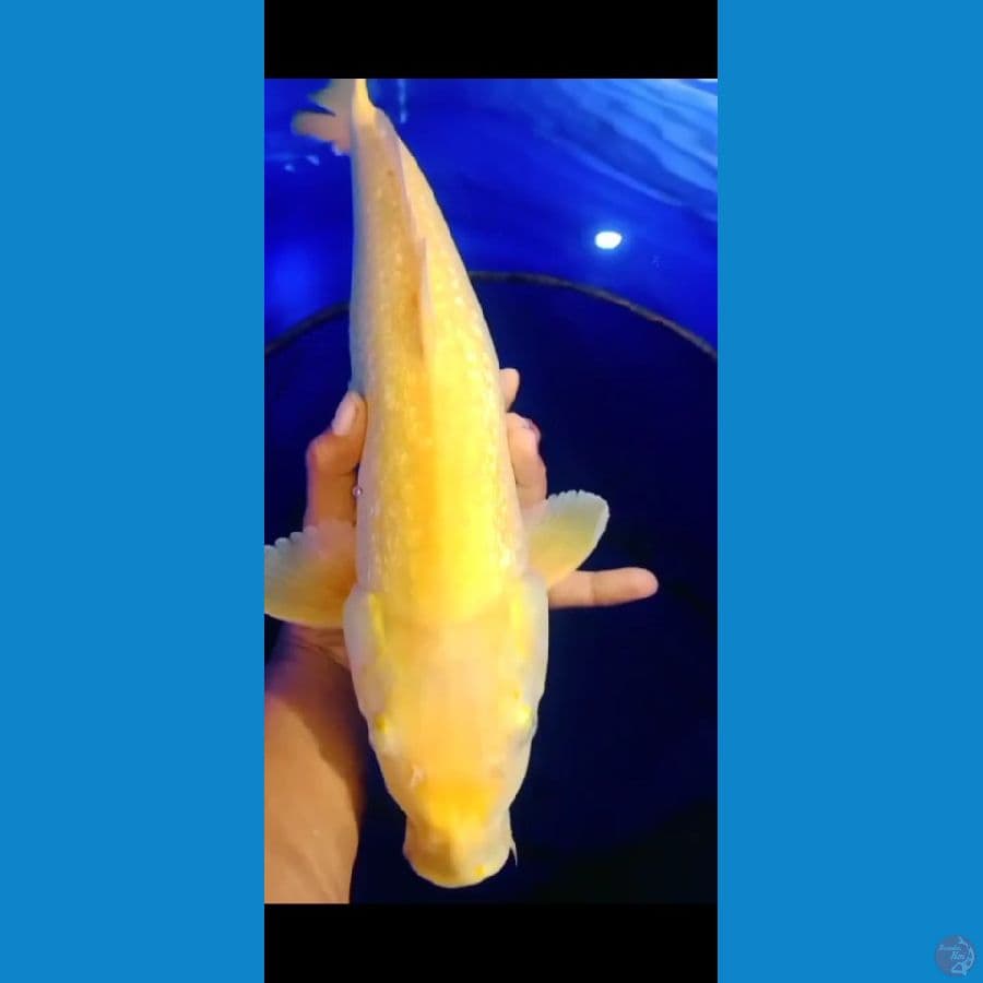 KARASI GINDRIN MM semi ,JUMBO