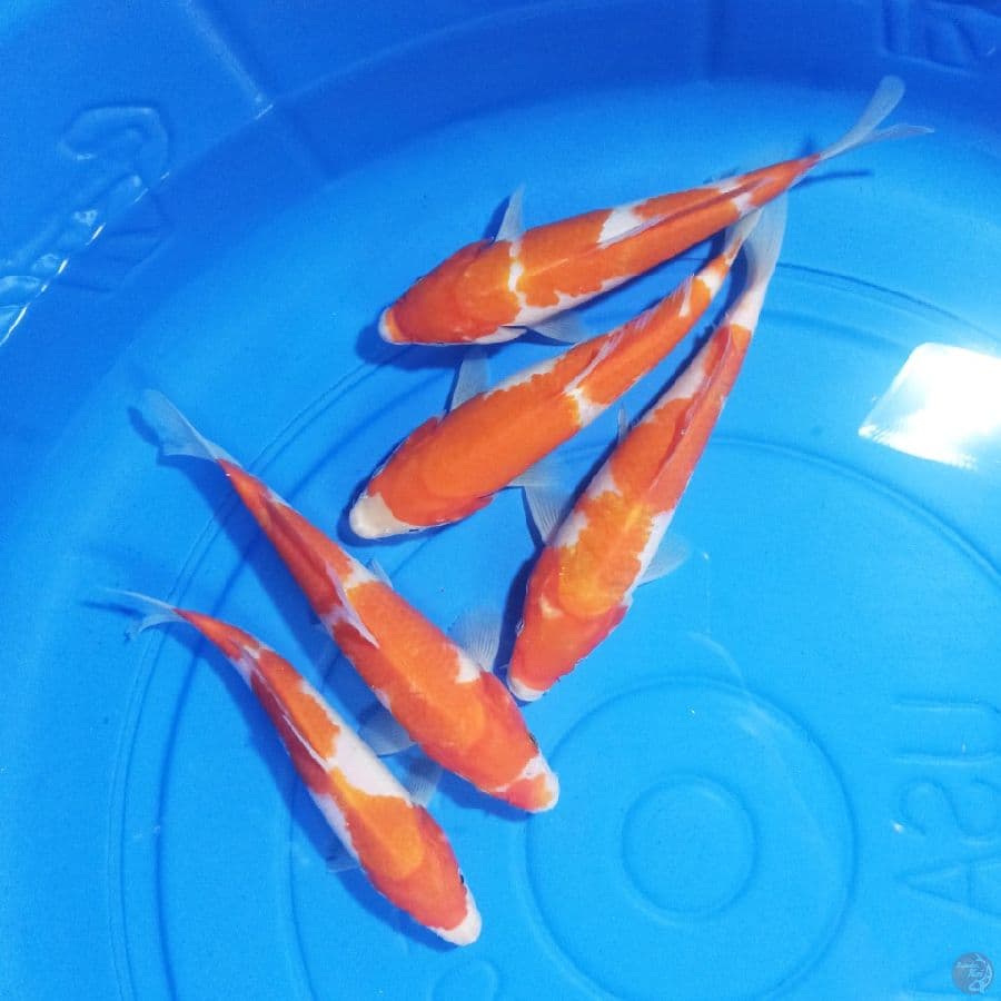 Paket Kohaku 5 ekor 19-21 cm