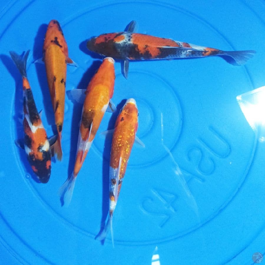 Paket Showa 5 ekor 16-19 cm