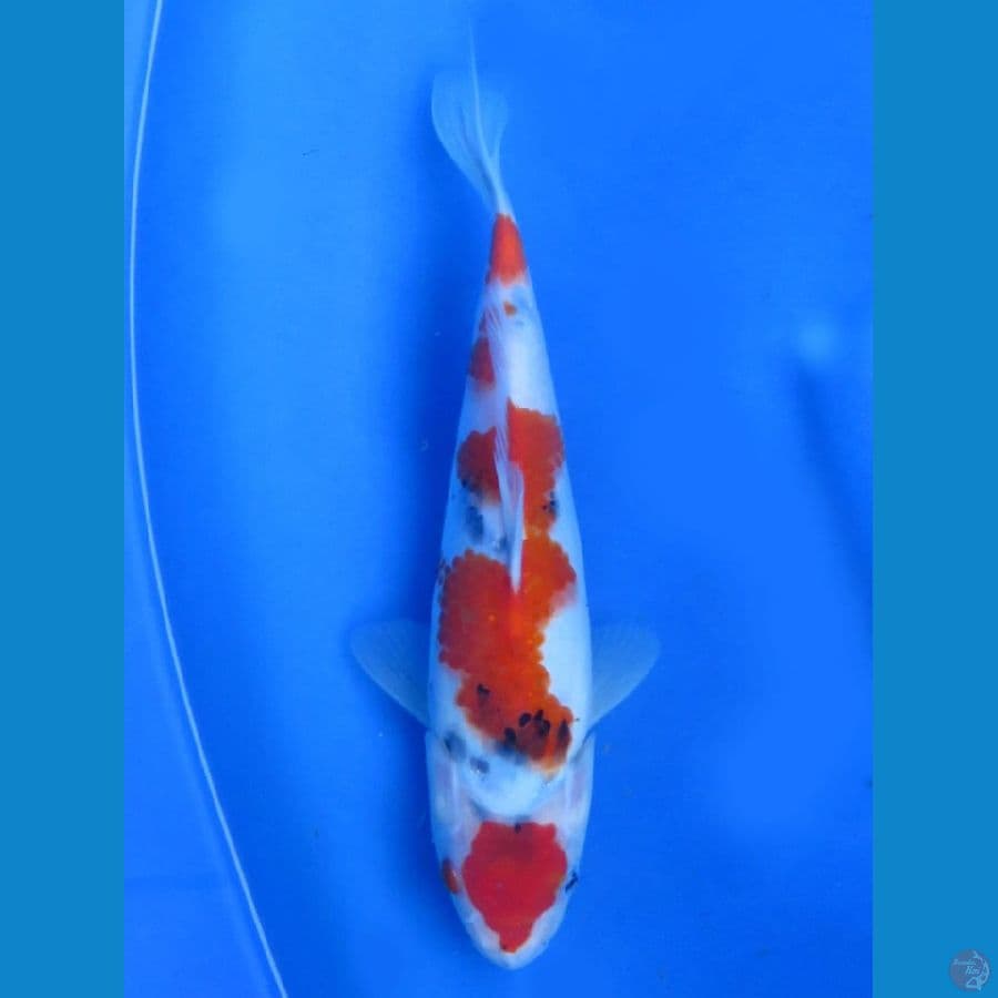 Kindai showa, 25cm