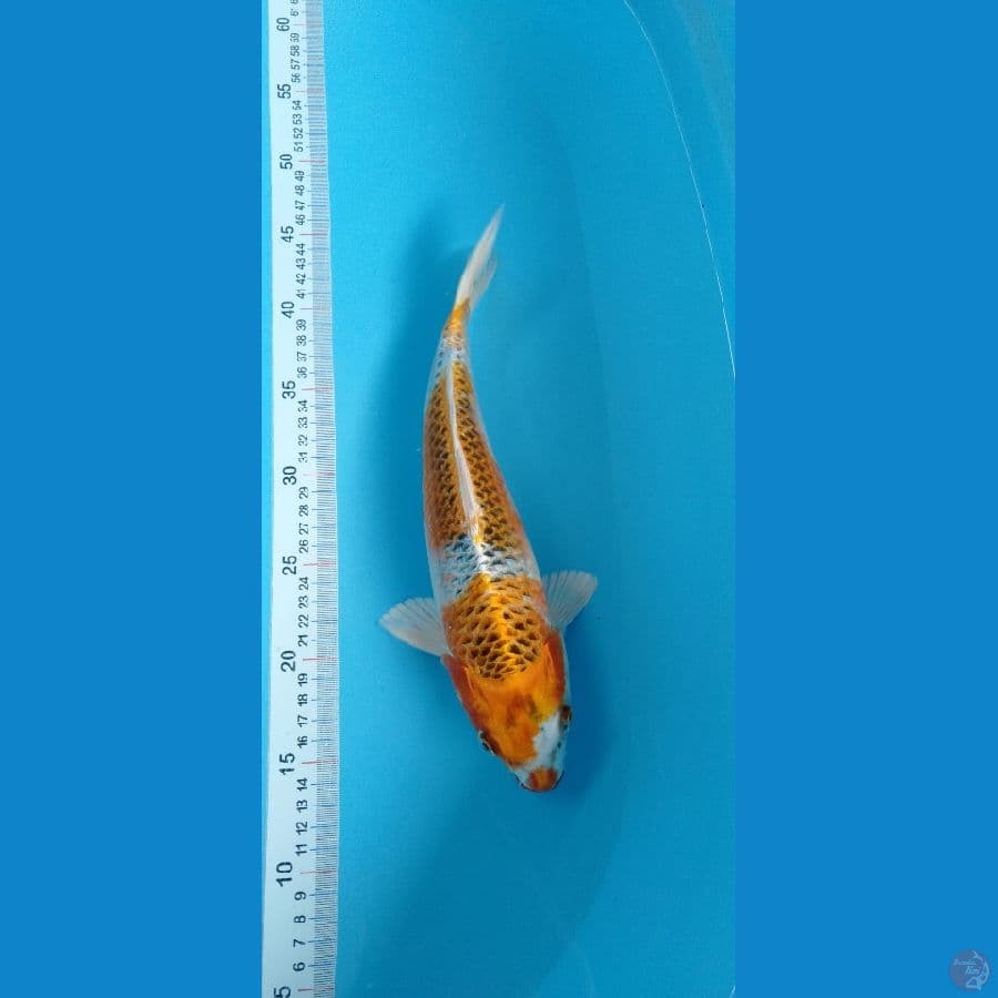 Kujaku F 32cm