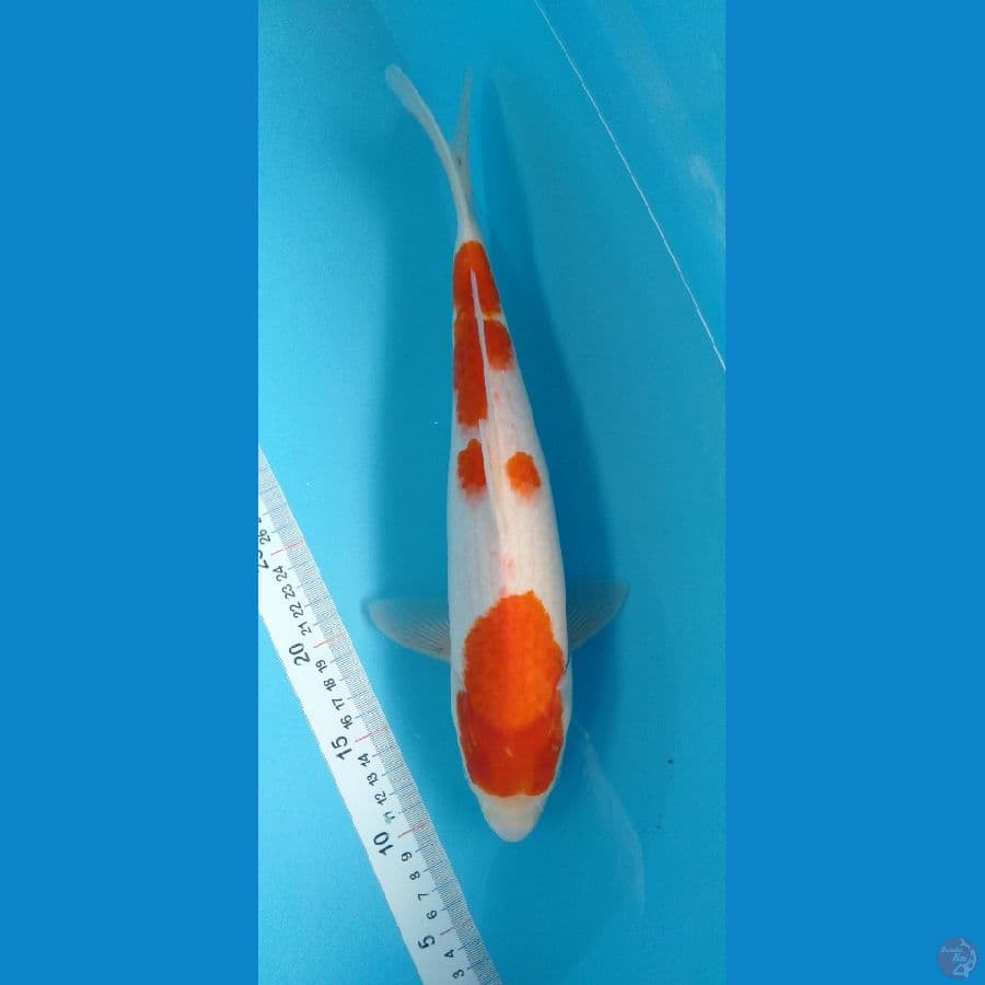 Kohaku 37cm