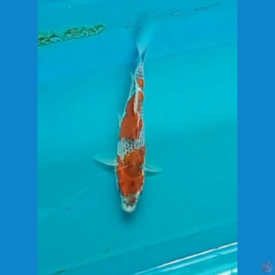 Goshiki 21 cm