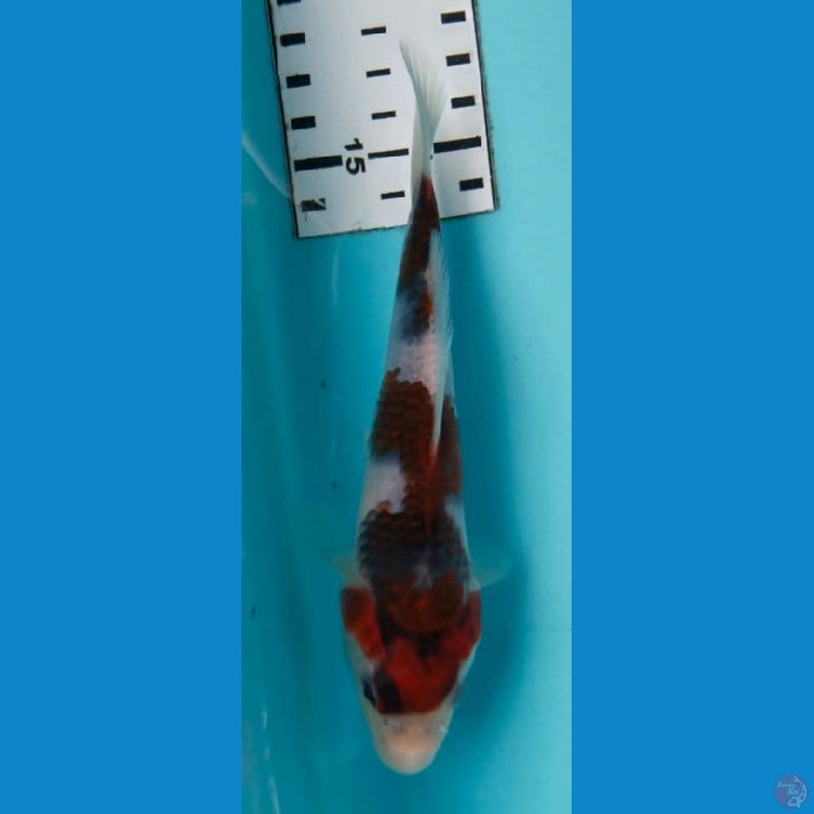 goromo 15cm