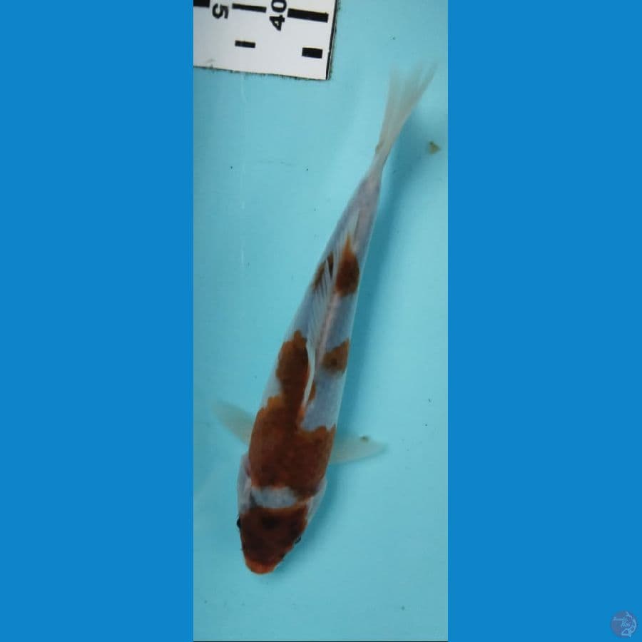 goromo 15cm