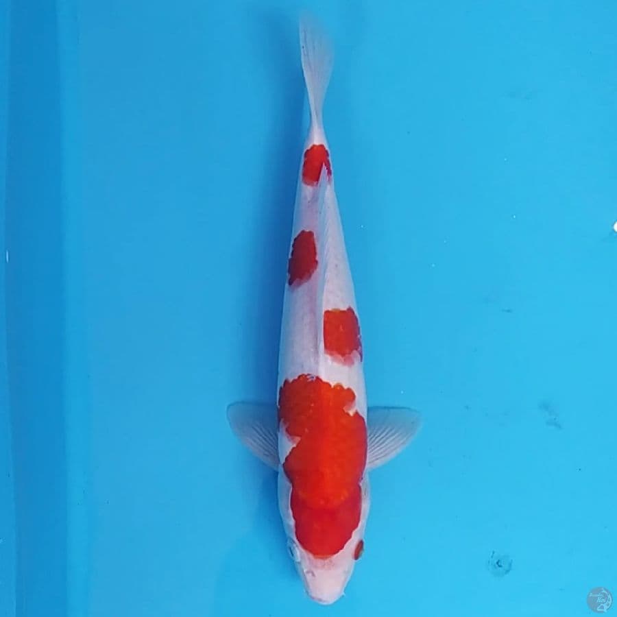 Kohaku ~32 M