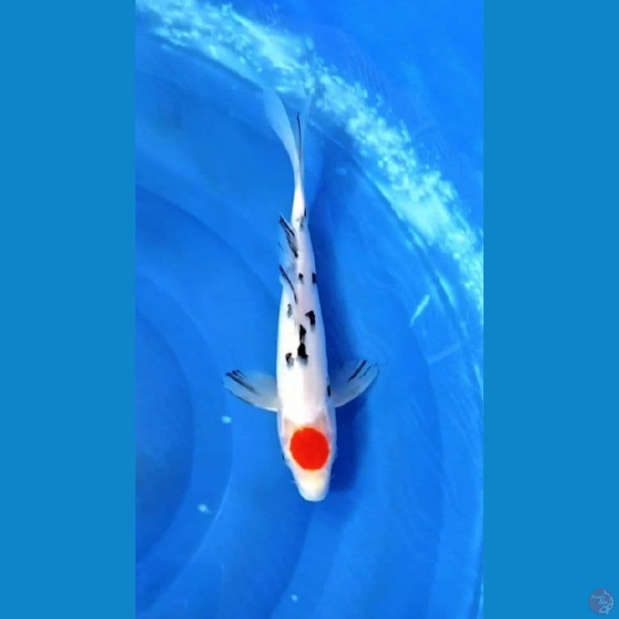 tancho sanke 29cm