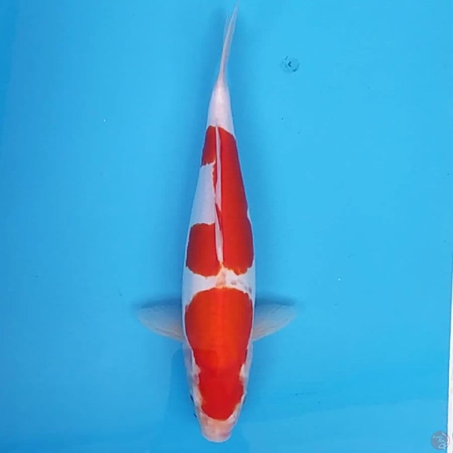 Kohaku Doit Murni ~32 F