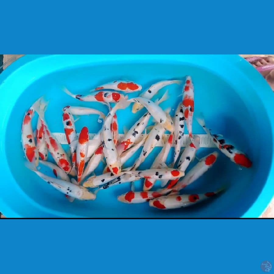 PAKET SANKE, KOHAKU, BEKO (DOITSU & SISIK) 25-35CM 30EKOR