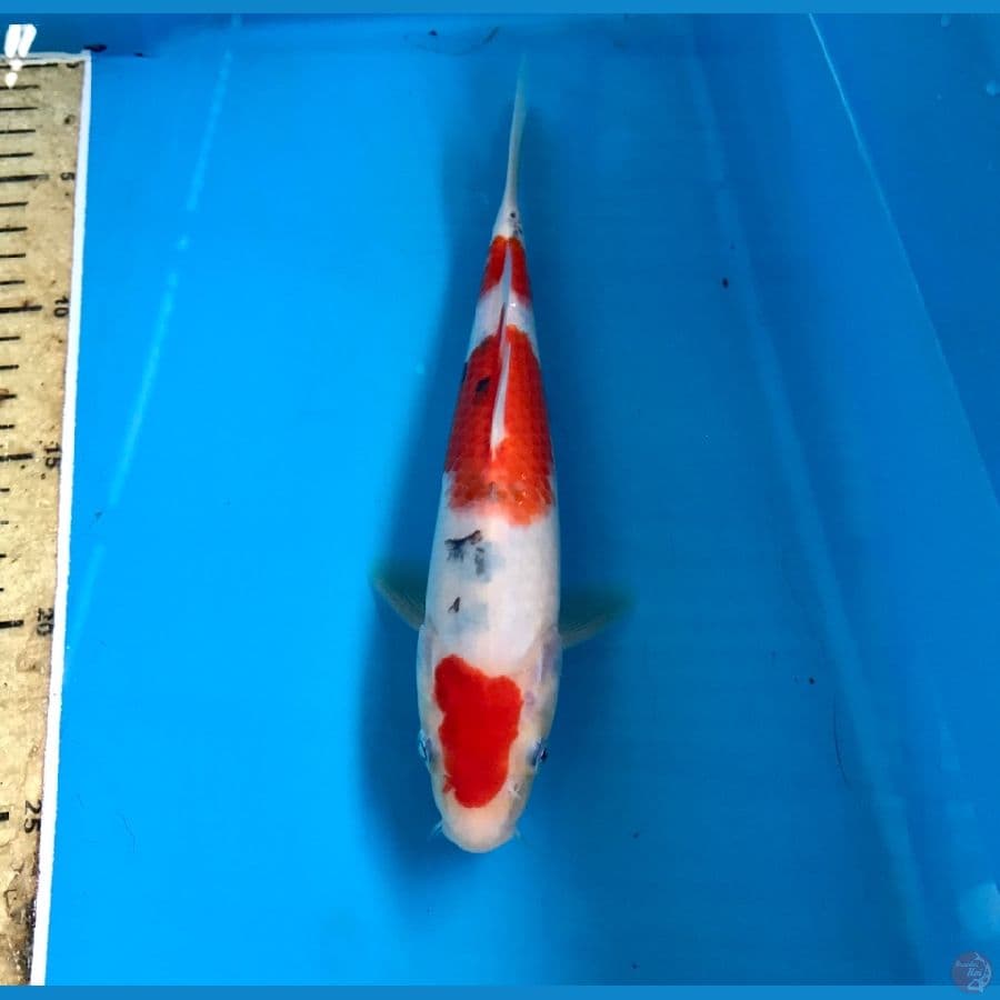 sanke 24cm