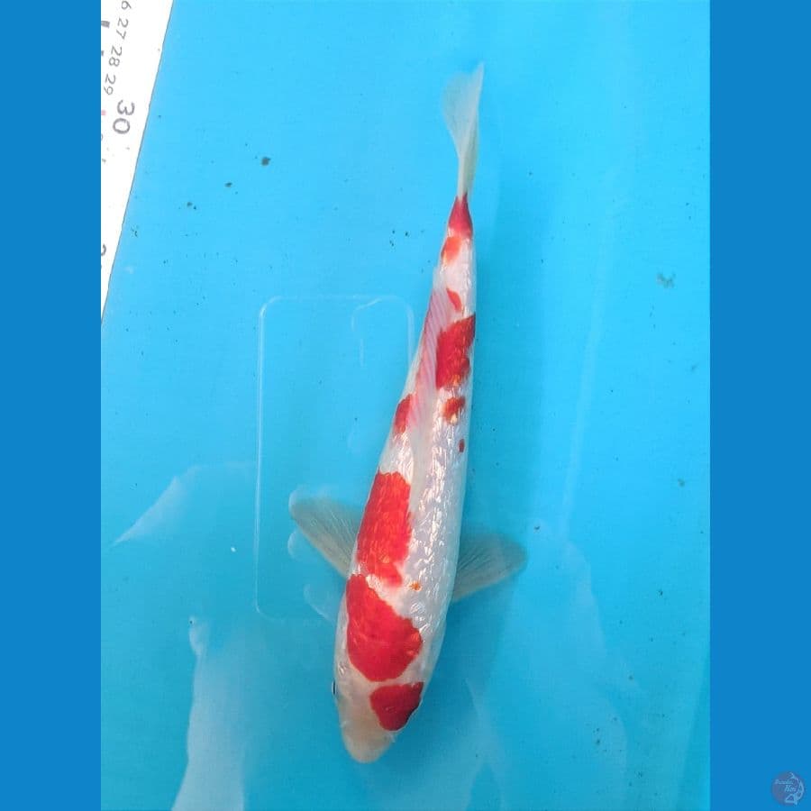 KOHAKU GINRIN 22CM MALE