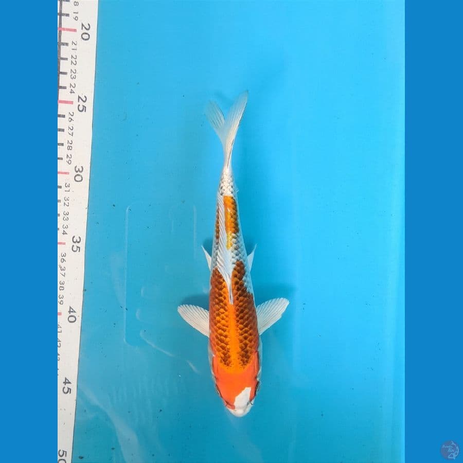 KUJAKU 21CM FEMALE