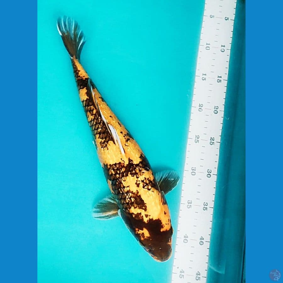 ki showa ginrin 38cm