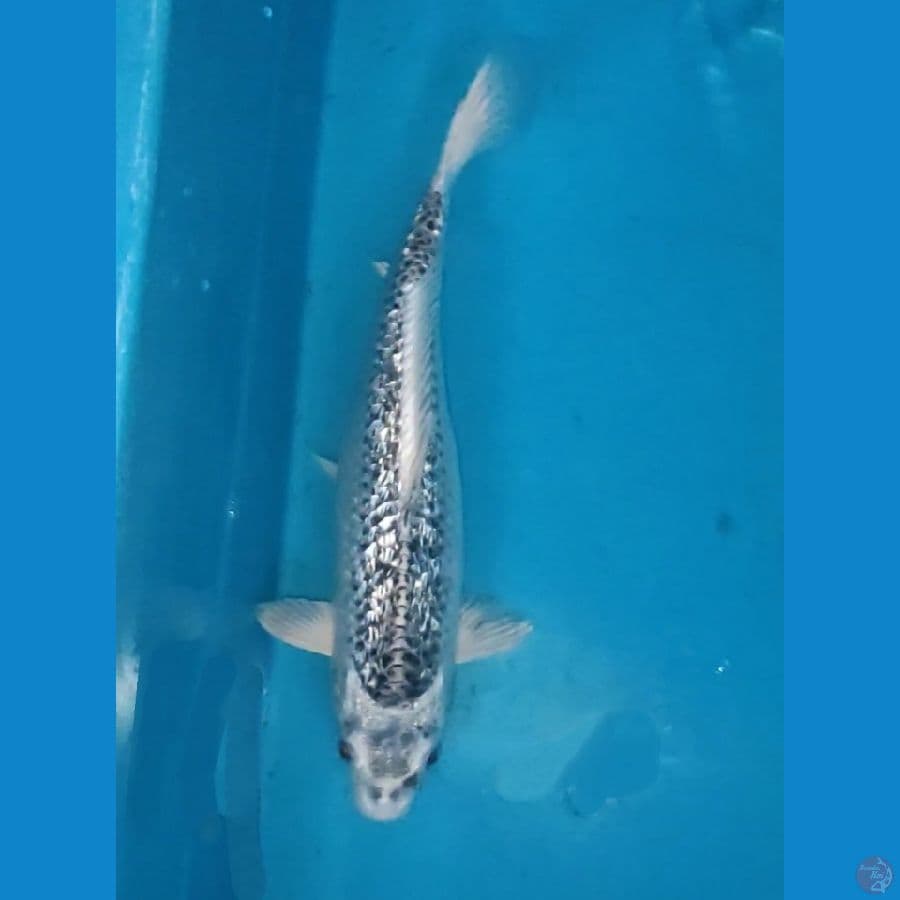 MATSUBA SILVER 32CM