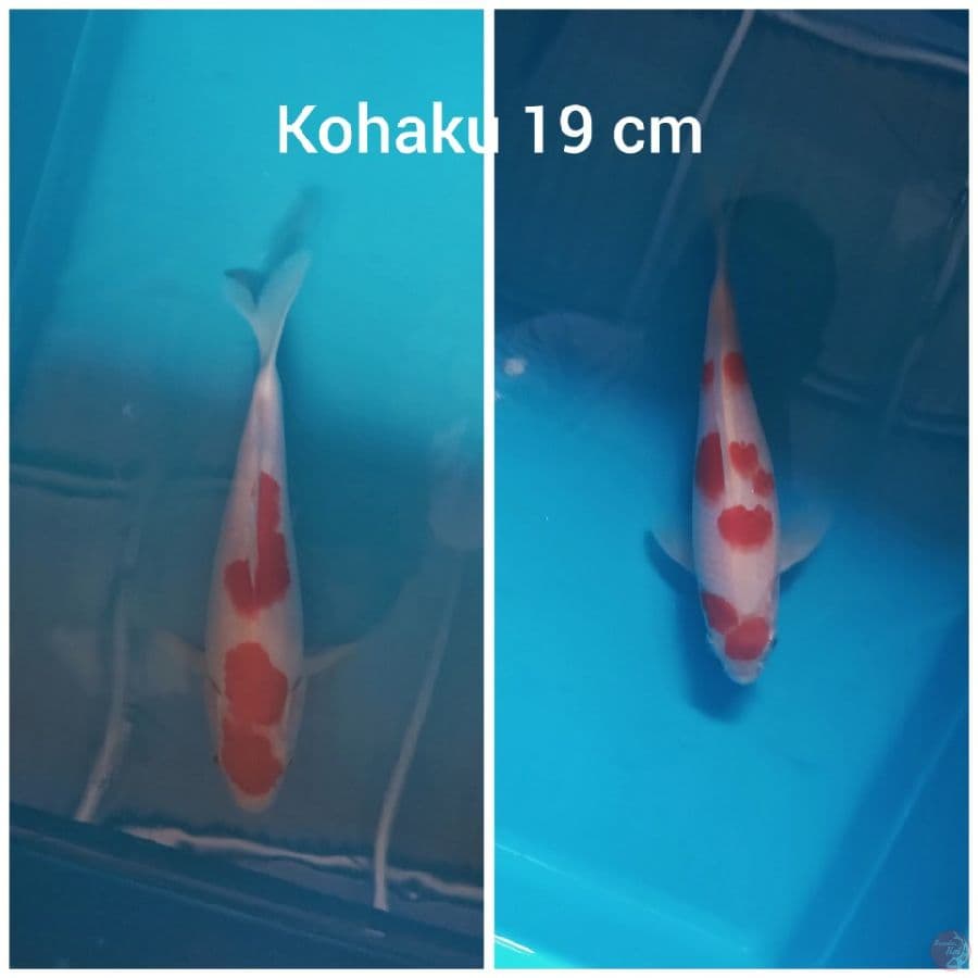 Good Kohaku