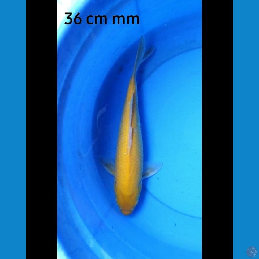 Karashi red eye punuk 36 cm
