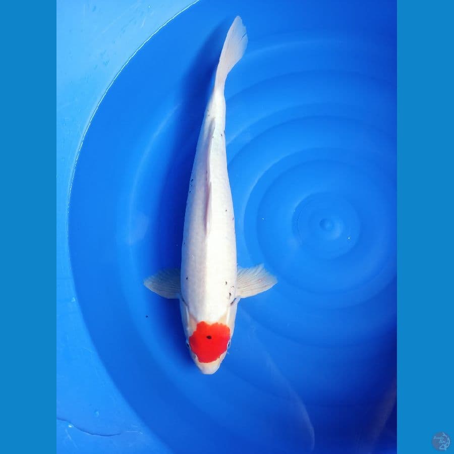 tancho 58 cm hott lokal rasa import
