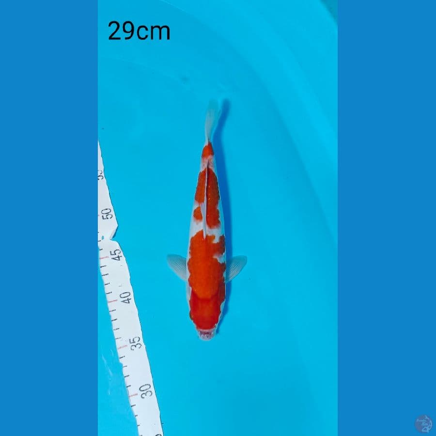 KOHAKU 29 CM