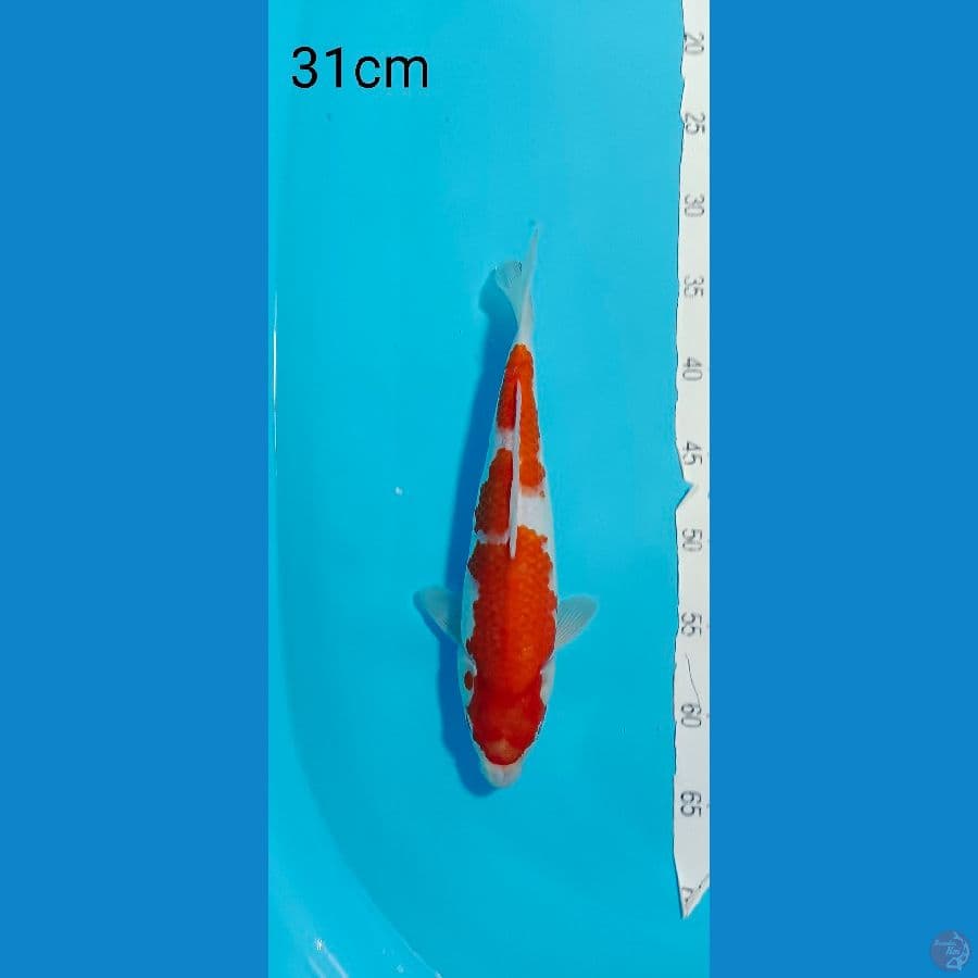 KOHAKU 31 CM