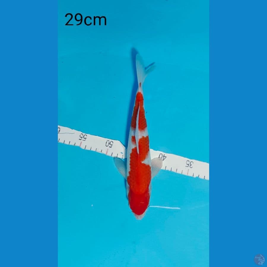 KOHAKU 29 CM