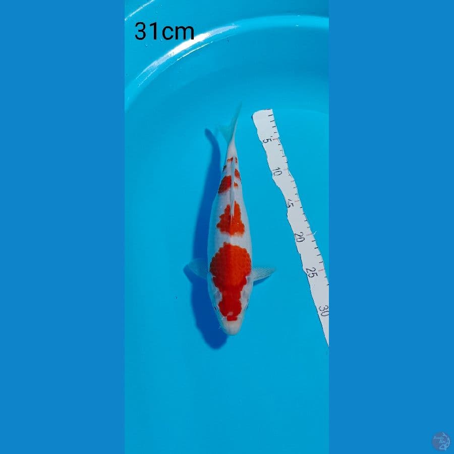 KOHAKU 31 CM
