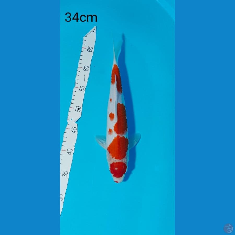 MARUTEN KOHAKU 34 CM